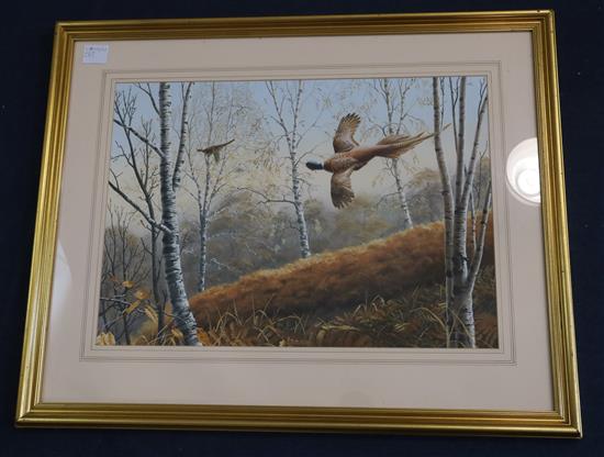 Adrian C. Rigby (1962-) Pheasants flying through a birch wood 16 x 22.5in.
